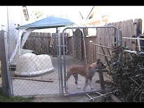 boxer electric fence|Boxer Experiences Electric Fence .